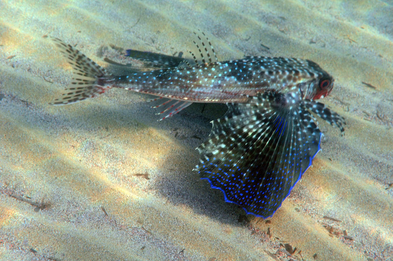 Dactylopterus volitans